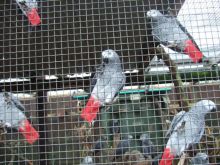 Hyacith African Grey Parrots