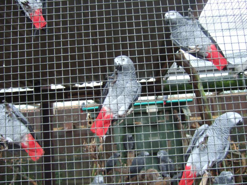 Hyacith African Grey Parrots Image eClassifieds4u