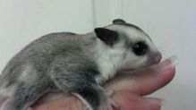 4 sugar glider with cage Image eClassifieds4U