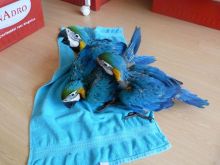 Magnificent Parrots Available Image eClassifieds4U