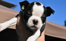 Charming Boston Terrier Puppies Now Ready For Adoption