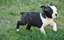 Charming Boston Terrier Puppies Now Ready For Adoption