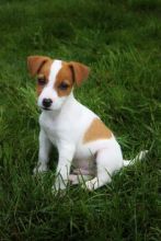 Jack Russell Puppies SCAM!