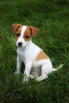 Jack Russell Puppies SCAM! Image eClassifieds4u