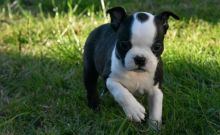 Charming Boston Terrier Puppies Now Ready For Adoption Image eClassifieds4u 2