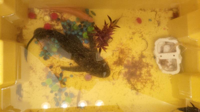 free fish Image eClassifieds4u