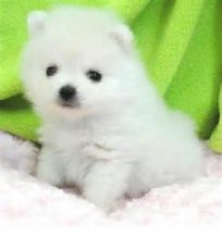 AKC Blue Eyes Purebred pomeranian puppies and white pups for sale