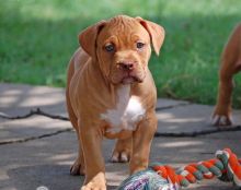 Spotless Mind Blue & Red Nose Pit Bull Terriers