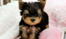 lovely male and female yorkie puppies awaiting new home