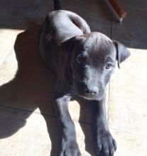 Puppies for sale.