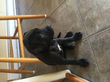 Puppies for sale. Image eClassifieds4u 2