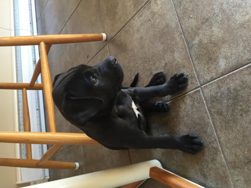 Puppies for sale. Image eClassifieds4u