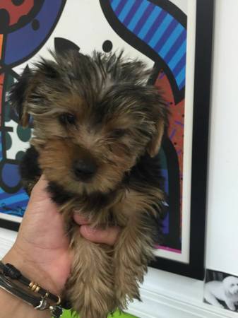 Purebred Yorkie- Ready to go now Image eClassifieds4u