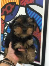 Purebred Yorkie- Ready to go now