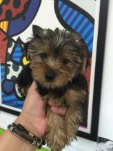 Purebred Yorkie- Ready to go now Image eClassifieds4u 3