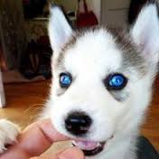 Purebred Blue Eye Pomsky Puppies Available Image eClassifieds4u 1