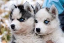 Purebred Blue Eye Pomsky Puppies Available Image eClassifieds4u 2