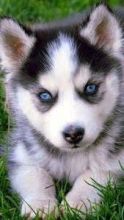 Sweet Siberian Husky Puppies (928) 485-6708 Image eClassifieds4u 3