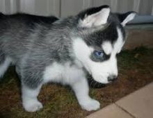 Sweet Siberian Husky Puppies (928) 485-6708 Image eClassifieds4u 1
