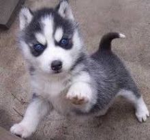 Sweet Siberian Husky Puppies (928) 485-6708 Image eClassifieds4u 2