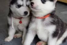 Sweet Siberian Husky Puppies (928) 485-6708 Image eClassifieds4u 4
