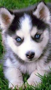 Sweet Siberian Husky Puppies (928) 485-6708 Image eClassifieds4u