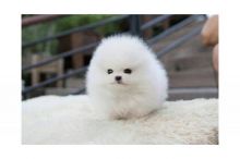 Adorable and loving T-cup pomeranian.(313) 482-9956