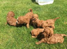 Beautiful Cavoodle Puppies