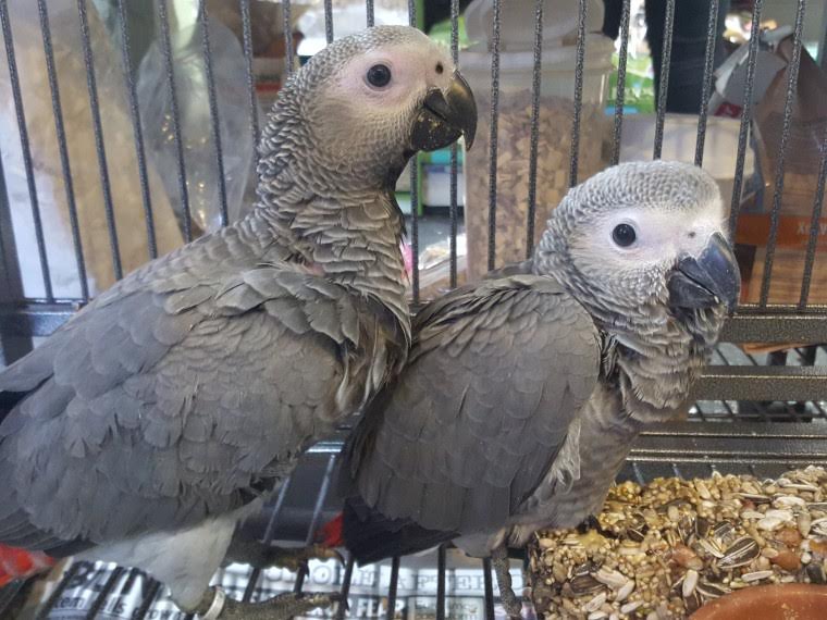 African Grey Parrots For Sale Image eClassifieds4u