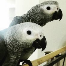 African Grey Parrots For Sale Image eClassifieds4u 1
