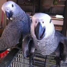 African Grey Parrots For Sale Image eClassifieds4u 2