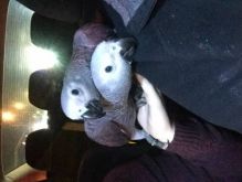 African Grey Parrots For Sale Image eClassifieds4u 3