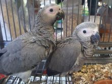 African Grey Parrots For Sale Image eClassifieds4u 4
