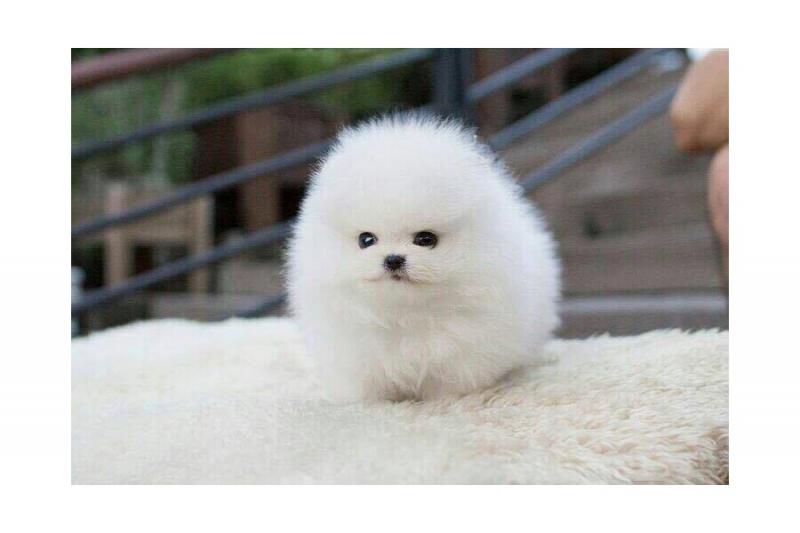 Micro Teacup Pomeranian Puppies for adoption.(313) 482-9956 Image eClassifieds4u