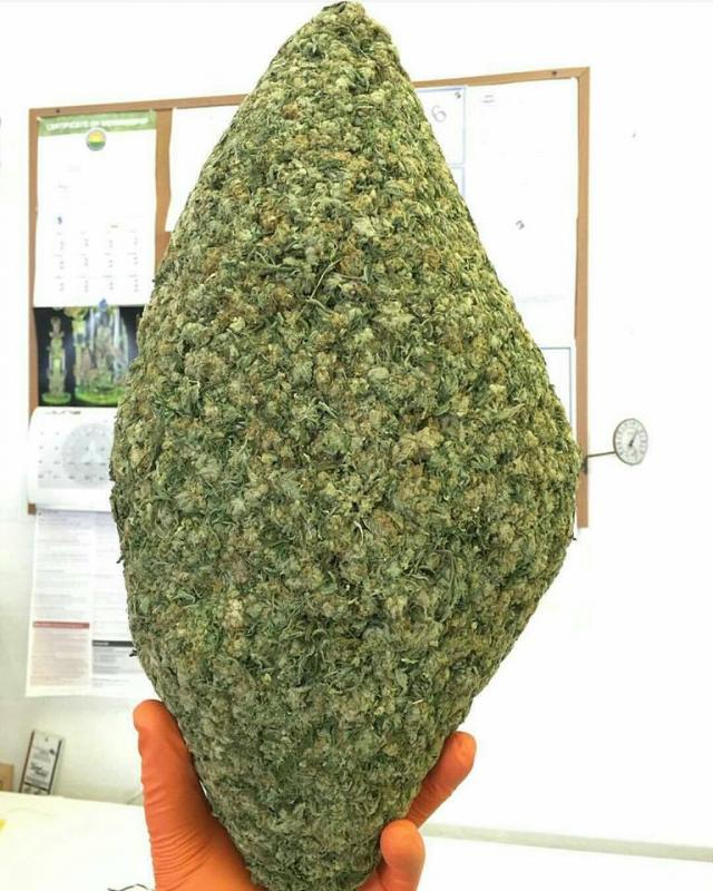 We sell quality medical marijuana and hash oil. Image eClassifieds4u
