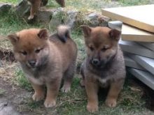 Beautiful Japanese Shiba Inu Puppies