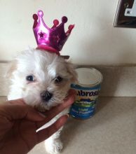 Male Maltese Puppy. Image eClassifieds4u 2