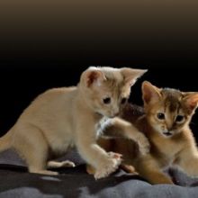 Beautiful Registered Abyssinian Kittens (972)-734-5559