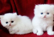 Doll Face Persian Kittens For Sale!!!! (972)-734-5559