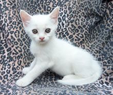 Gorgeous Flame Point Napoleon kitten (972)-734-5559