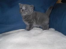 Lovely British Shorthair Kittens Available!!!! (972)-734-5559