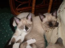 Siamese Kittens For Sale (972)-734-5559