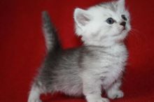 Specials darling munchkin kittens Ready for sale (972)-734-5559