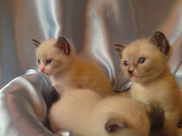 Adorable Snowshoe Kitten Ready To Go Home With You Today! (972)-734-5559 Image eClassifieds4u