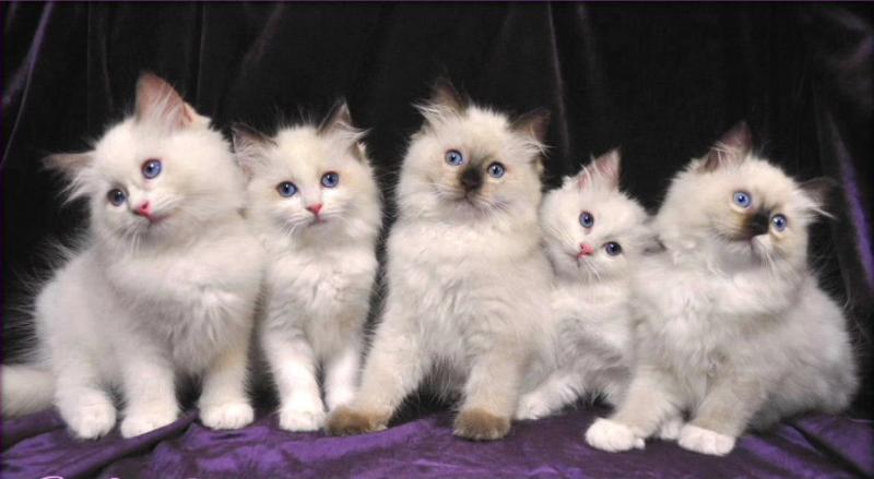 Delightful Seal Colorpoint Ragdoll Kitten (972)-734-5559 Image eClassifieds4u