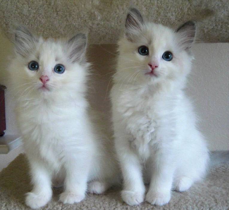 Delightful Seal Colorpoint Ragdoll Kitten (972)-734-5559 Image eClassifieds4u