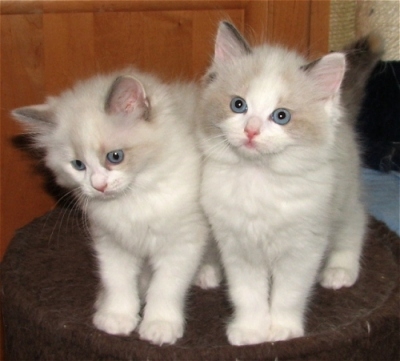 Delightful Seal Colorpoint Ragdoll Kitten (972)-734-5559 Image eClassifieds4u