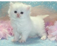 Doll Face Persian Kittens For Sale!!!! (972)-734-5559 Image eClassifieds4u