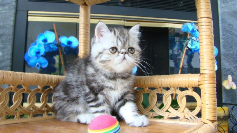 Exotic Short Hair Kittens For Sale (972)-734-5559 Image eClassifieds4u