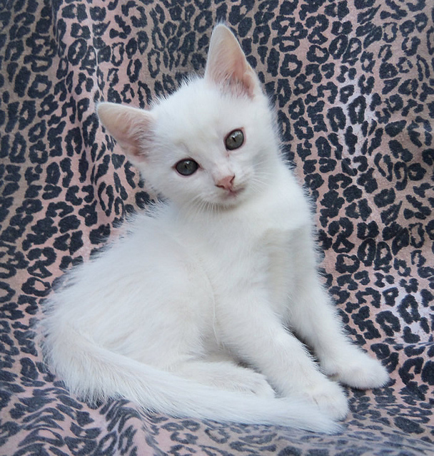Gorgeous Flame Point Napoleon kitten (972)-734-5559 Image eClassifieds4u